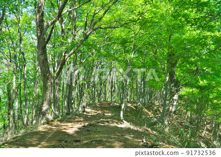 兵庫縣藪部市，山毛櫸新鮮的綠色山路“兵野山” 91732536