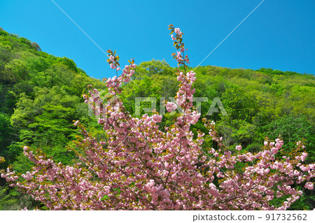 Button cherry blossoms and fresh green in Fukusada Water Park in early summer 1 Yabu City, Hyogo Prefecture 91732562