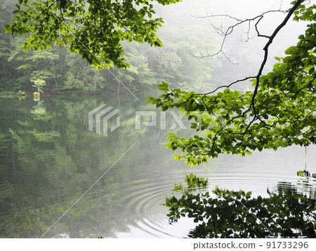 Green reflected in the water mirror Green reflected in the water mirror 91733296