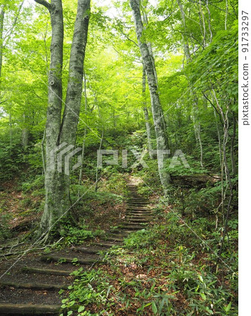 Stairs in the forest 91733297