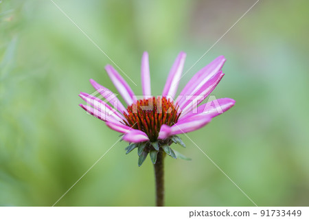 Echinacea 0014 Echinacea 0014 91733449