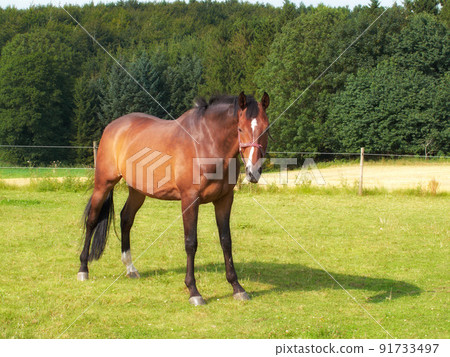Arabian horse standing on a pasture. A brown horse with a white blaze on his head standing on green grass in summer on a bright sunny day. Beautiful portrait of one standing horse. 91733497