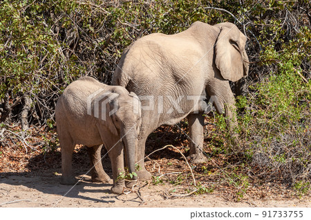 Two Desert Elephants in the Namibian Desert Two Desert Elephants in the Namibian Desert 91733755