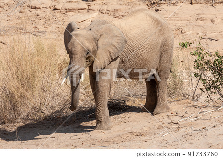 Desert Elephant in Namibia Desert Elephant in Namibia 91733760