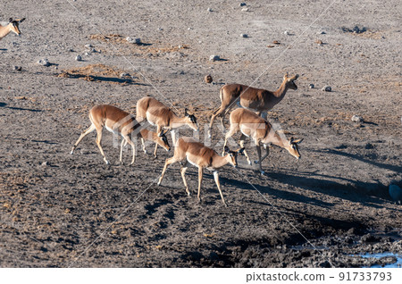 Impalas drinking from a waterhole 91733793