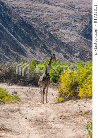 Solitary Giraffe in the Namibian Desert 91733811