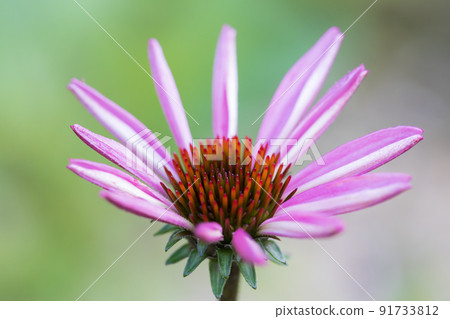 Echinacea 0021 Echinacea 0021 91733812