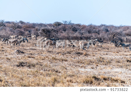 A group of Zebras in Etosha A group of Zebras in Etosha 91733822