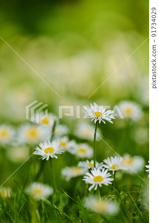 Common daisy flower growing on green lawn in a botanical garden with copyspace outdoors. Pure white petals of plants with yellow pistil center blooming in spring and summer. Scenic natural landscape 91734029