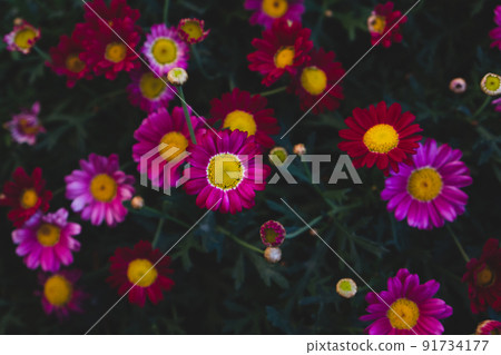 Beautiful natural background with blooming summer flowers. 91734177