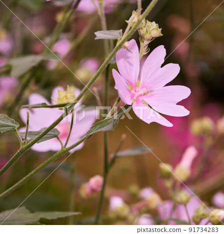 Malva moschata musk mallow flowers growing in a garden or field outdoors. Closeup of beautiful flowering plants with pink petals blooming and blossoming in nature during a sunny day in spring Malva moschata musk mallow flowers growing in a garden or field outdoors. Closeup of beautiful flowering plants with pink petals blooming and blossoming in nature during a sunny day in spring 91734283
