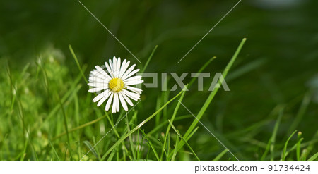 Closeup of a common daisy flower growing in a home backyard or garden during summer or spring. Marguerite perennial flowering plants outside, budding among blades of tall, green grass outdoors Closeup of a common daisy flower growing in a home backyard or garden during summer or spring. Marguerite perennial flowering plants outside, budding among blades of tall, green grass outdoors 91734424