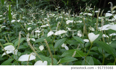 半夏學生，三白草 91735088