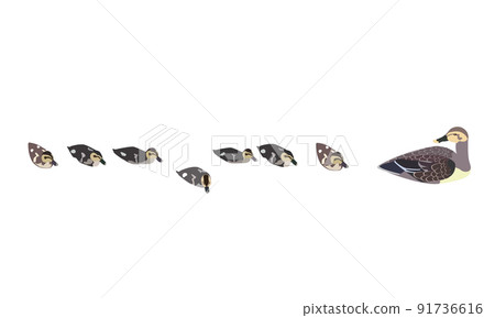 Parents and children of spot-Billed turtles forming a procession Parents and children of spot-Billed turtles forming a procession 91736616