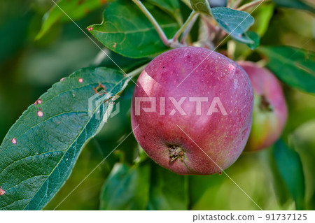 Closeup of red apples growing on a tree in an orchard outside. Healthy and nutritious fruit cultivated in a grove for harvest. Crisp and crunchy produce with a sweet taste growing in a garden Closeup of red apples growing on a tree in an orchard outside. Healthy and nutritious fruit cultivated in a grove for harvest. Crisp and crunchy produce with a sweet taste growing in a garden 91737125