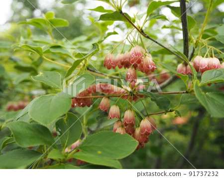 Sarasa Doudan's Flower 91737232