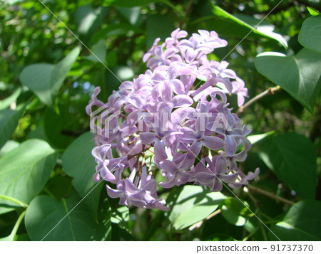 Branch of purple lilac flowers Syringa vulgaris. 91737370
