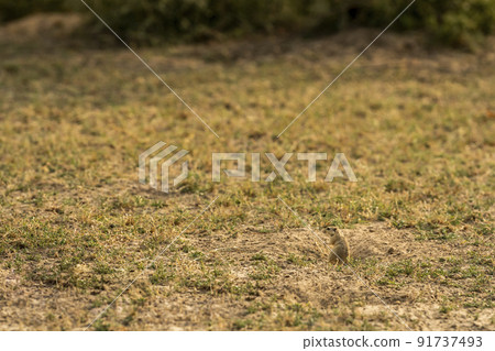 Indian desert jird or gerbil or Meriones hurrianae out from his burrows feeding grass at forest of india asia Indian desert jird or gerbil or Meriones hurrianae out from his burrows feeding grass at forest of india asia 91737493