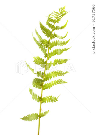 Fern leaf isolated on white 91737566