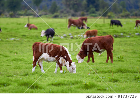 Hereford cow standing and grazing on a vibrant green farm pasture with copyspace. Various sizes of Hereford cows standing in a pasture on a farm on a sunny day. Grass fed cows on a diary supply farm Hereford cow standing and grazing on a vibrant green farm pasture with copyspace. Various sizes of Hereford cows standing in a pasture on a farm on a sunny day. Grass fed cows on a diary supply farm 91737729