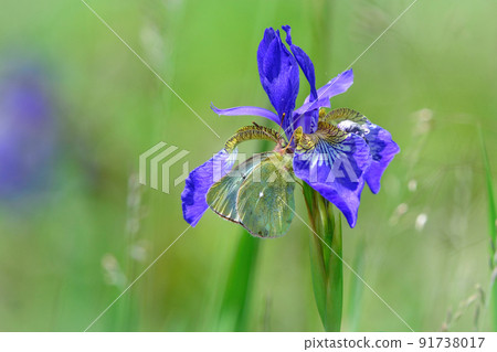 Miyama Colias erate, a rare butterfly found in the alpine meadows of early summer 91738017
