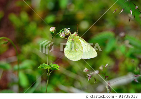 Miyama Colias erate, a rare butterfly found in the alpine meadows of early summer Miyama Colias erate, a rare butterfly found in the alpine meadows of early summer 91738018