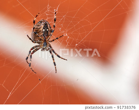 Below view of a hunting spider in a web, isolated against a blurred red brick wall background. Closeup of a striped brown and black walnut orb weaver spider. The nuctenea umbratica is an arachnid Below view of a hunting spider in a web, isolated against a blurred red brick wall background. Closeup of a striped brown and black walnut orb weaver spider. The nuctenea umbratica is an arachnid 91738376
