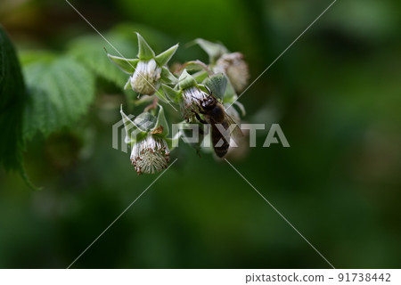 Unripe rashberry on the bush and a bee as a closeup against a blurred background Unripe rashberry on the bush and a bee as a closeup against a blurred background 91738442