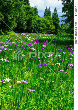 上生花鳶尾園(立式) 上生花鳶尾園(立式) 91738448