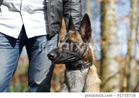 Ear on end. A dog on alert with its ears pricked up. Ear on end. A dog on alert with its ears pricked up. 91738716