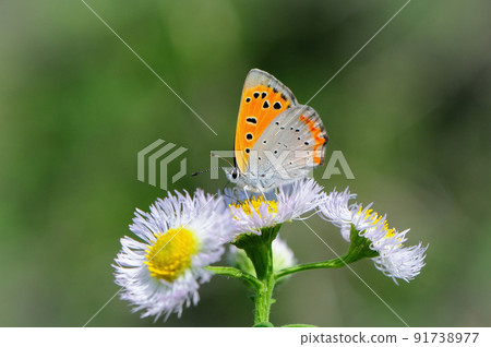 小銅蝴蝶，春天到秋天在熟悉的公園和草原上發現的一隻可愛的蝴蝶 91738977