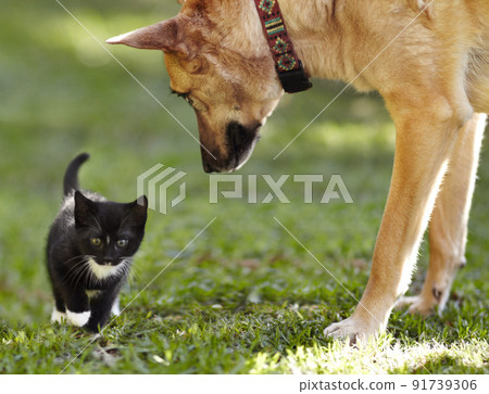 Hello there..whats this now. An adorable kitten walking past a very curious-looking German Shepherd. Hello there..whats this now. An adorable kitten walking past a very curious-looking German Shepherd. 91739306