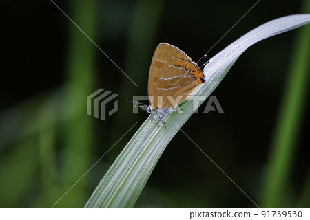 Beautiful orange Japonica lutea that can be seen in thickets and parks in early summer 91739530