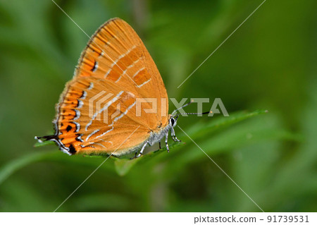 Beautiful orange Japonica lutea that can be seen in thickets and parks in early summer Beautiful orange Japonica lutea that can be seen in thickets and parks in early summer 91739531