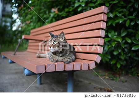 Kijitra cat on the bench 91739816