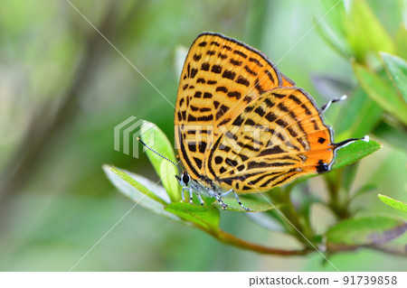 Japonica saepes, a butterfly with beautiful orange and black stripes found in thickets and parks in early summer Japonica saepes, a butterfly with beautiful orange and black stripes found in thickets and parks in early summer 91739858