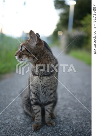 Kijitra貓散步 Kijitra貓散步 91739897