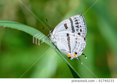 Beautiful white and black butterflies found in thickets and parks in early summer, Antigius attilia Beautiful white and black butterflies found in thickets and parks in early summer, Antigius attilia 91740233