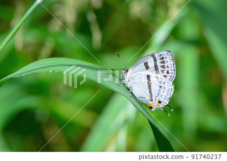 Beautiful white and black butterflies found in thickets and parks in early summer, Antigius attilia Beautiful white and black butterflies found in thickets and parks in early summer, Antigius attilia 91740237