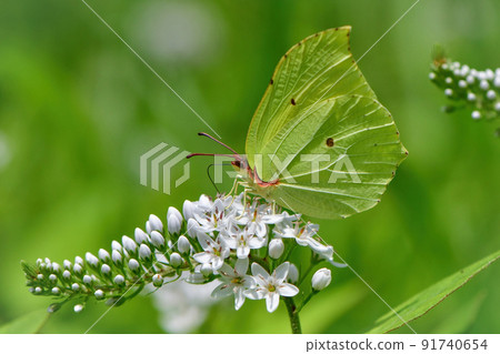 Beautiful lesser brimstone seen in the grasslands of Karuizawa and Yatsugatake in early summer 91740654