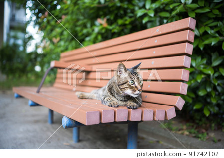 Kijitra貓坐在板凳上 91742102