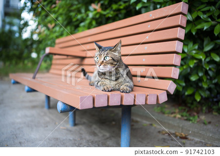 Kijitra貓坐在板凳上 91742103