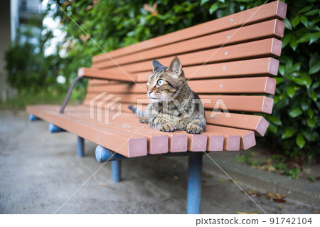 Kijitra貓坐在板凳上 91742104