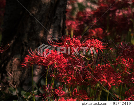 Cluster amaryllis autumn sunbeams 91742419