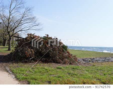 Lakeside fields, mountains of dead leaves and driftwood Lakeside fields, mountains of dead leaves and driftwood 91742570