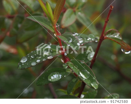 Morning after rain (water droplets on hypericum leaves: guttation) Morning after rain (water droplets on hypericum leaves: guttation) 91742580