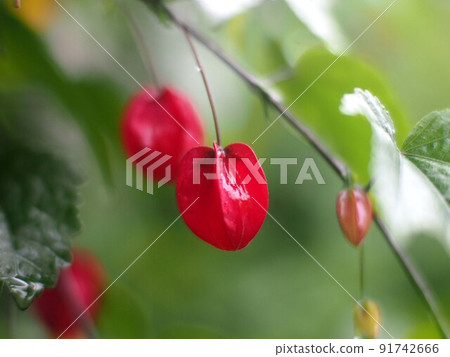 在雨中弄濕的紅花 在雨中弄濕的紅花 91742666