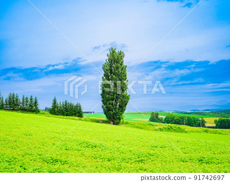 夏季北海道美瑛健和瑪麗樹 91742697