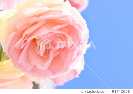 盛開的粉紅玫瑰 91742698