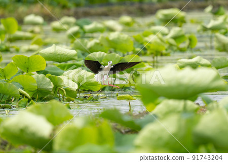Summer Hasuda, Black-winged Stilt 12 raising children Summer Hasuda, Black-winged Stilt 12 raising children 91743204